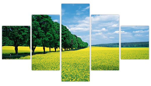 Obraz pole s alejí (125x70 cm)