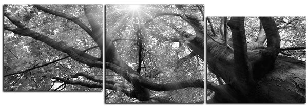 Obraz na plátně - Slunce přes větve stromu - panoráma 5240QE (90x30 cm)