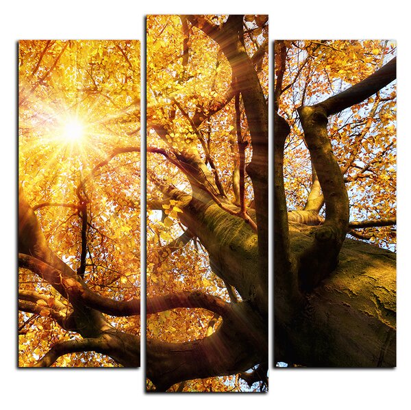 Obraz na plátně - Slunce přes větve stromu - čtverec 3240C (75x75 cm)