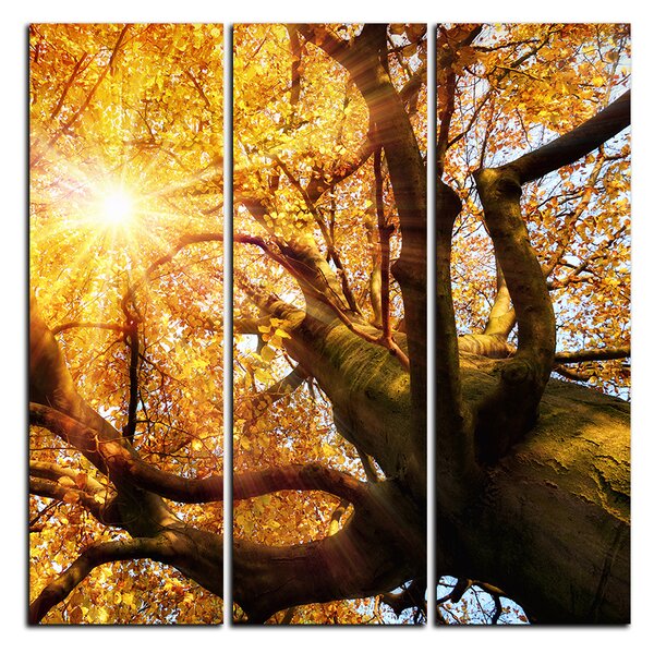 Obraz na plátně - Slunce přes větve stromu - čtverec 3240B (75x75 cm)
