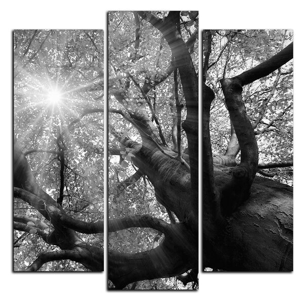 Obraz na plátně - Slunce přes větve stromu - čtverec 3240QC (75x75 cm)