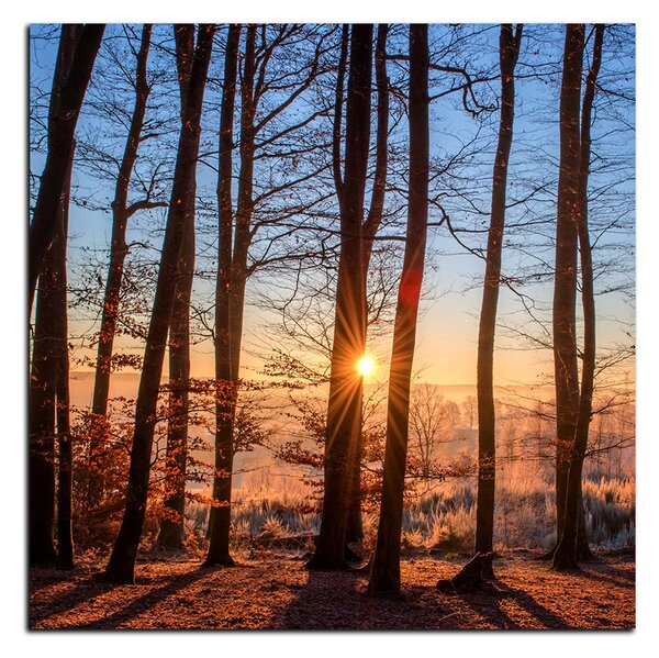 Obraz na plátně - Podzimní ráno v lese - čtverec 3251A (50x50 cm)