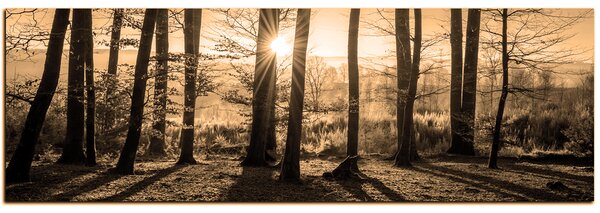 Obraz na plátně - Podzimní ráno v lese - panoráma 5251FA (105x35 cm)