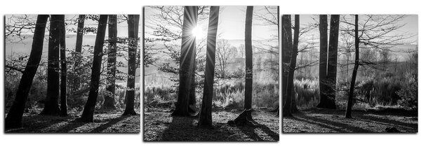 Obraz na plátně - Podzimní ráno v lese - panoráma 5251QD (90x30 cm)