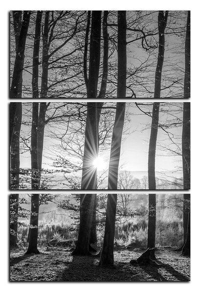 Obraz na plátně - Podzimní ráno v lese - obdélník 7251QB (90x60 cm )