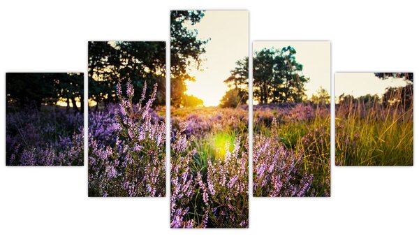 Obraz pole levandulí (125x70 cm)
