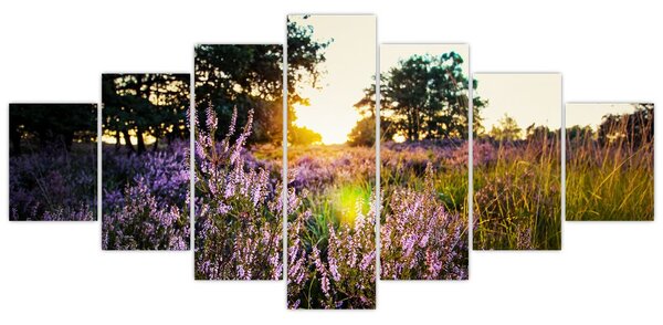 Obraz pole levandulí (210x100 cm)