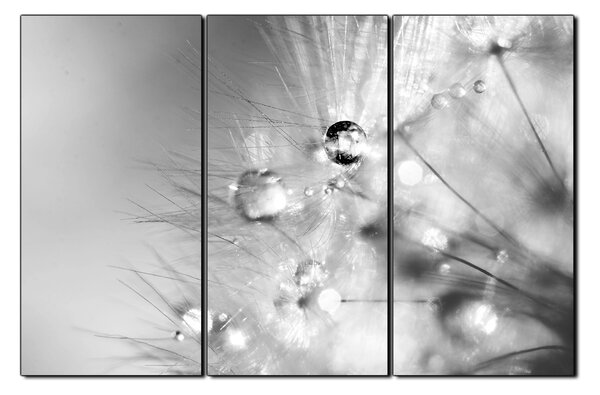Obraz na plátně - Dandelion z kapkami rosy 1262QB (90x60 cm )