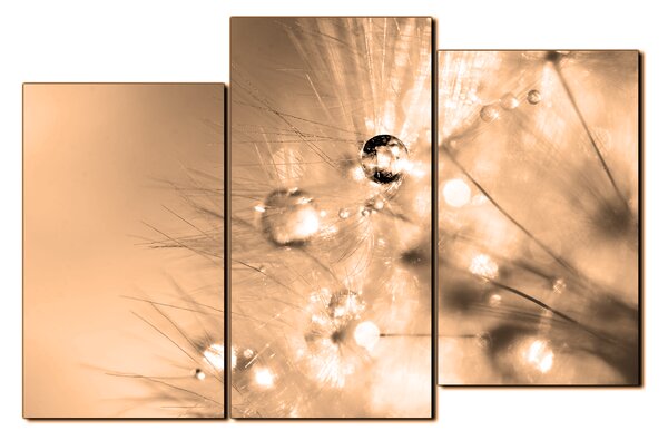 Obraz na plátně - Dandelion z kapkami rosy 1262FD (90x60 cm)