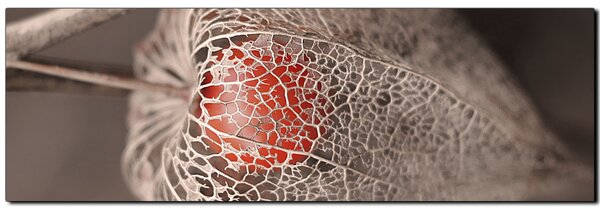 Obraz na plátně - Lucerna z physalisu- panoráma 5261A (105x35 cm)