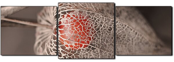 Obraz na plátně - Lucerna z physalisu- panoráma 5261D (90x30 cm)