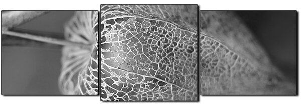 Obraz na plátně - Lucerna z physalisu- panoráma 5261QD (90x30 cm)