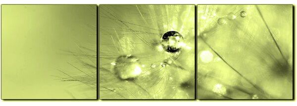 Obraz na plátně - Dandelion z kapkami rosy- panoráma 5262ZB (90x30 cm)