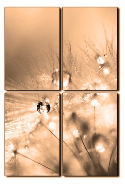 Obraz na plátně - Dandelion z kapkami rosy- obdélník 7262FE (90x60 cm)