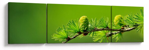 Obraz zelené šišky (170x50 cm)