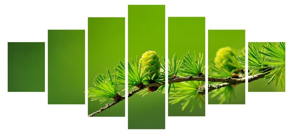 Obraz zelené šišky (210x100 cm)