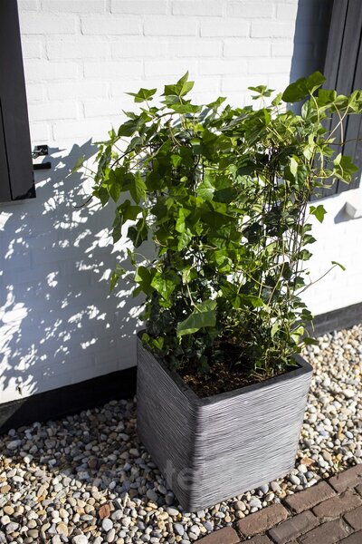Capi Europe Květináč čtvercový Rib NL, Capi, 50x50x50 cm, recyklovatelná PE směs, barva anthracite