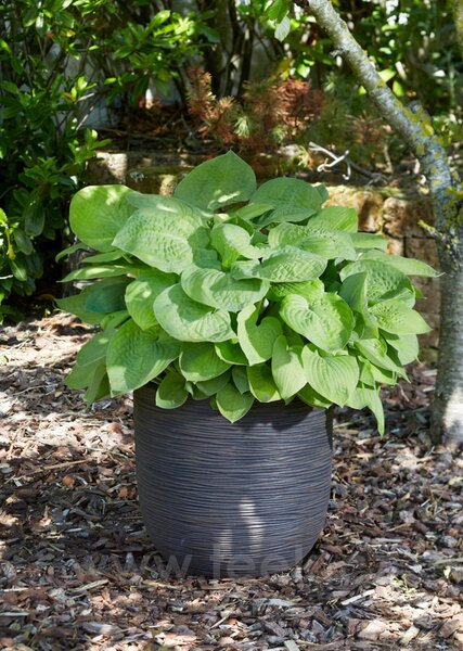Capi Europe Květináč kulatý Rib NL, Capi, průměr 55 cm, výška 53 cm, recyklovatelná PE směs, barva black