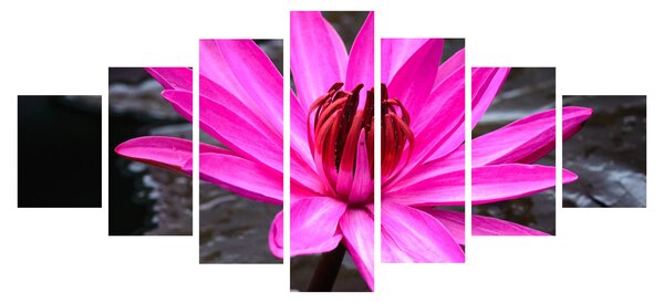 Obraz - růžový květ (210x100 cm)