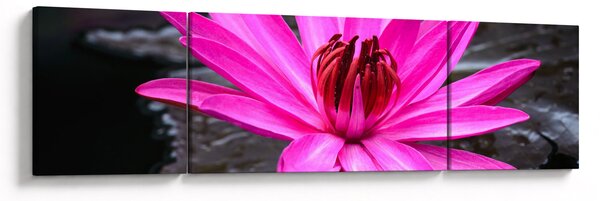 Obraz - růžový květ (170x50 cm)