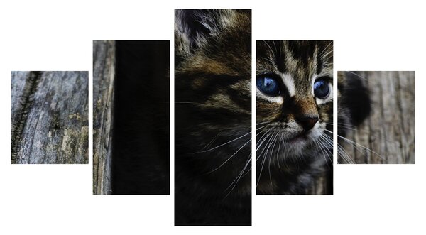 Obraz koťátka (125x70 cm)
