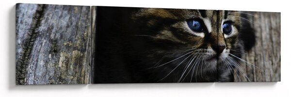 Obraz koťátka (170x50 cm)