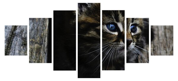 Obraz koťátka (210x100 cm)