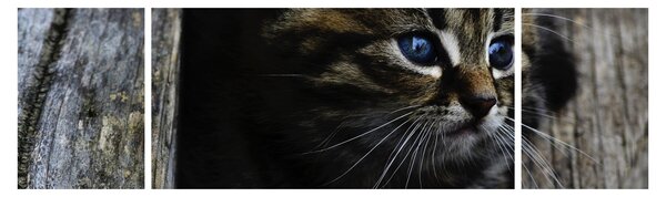 Obraz koťátka (170x50 cm)