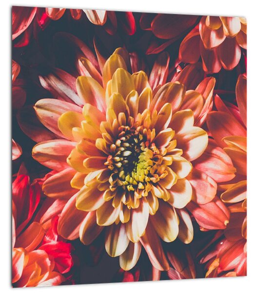 Obraz - Chryzantémy (30x30 cm)