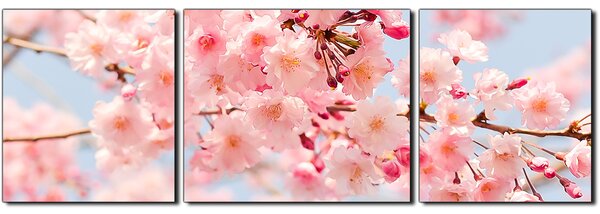 Obraz na plátně - Třešňový květ - panoráma 5279C (150x50 cm)