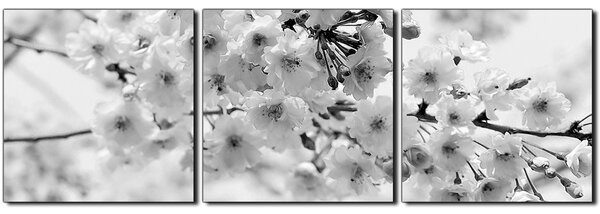 Obraz na plátně - Třešňový květ - panoráma 5279QB (90x30 cm)