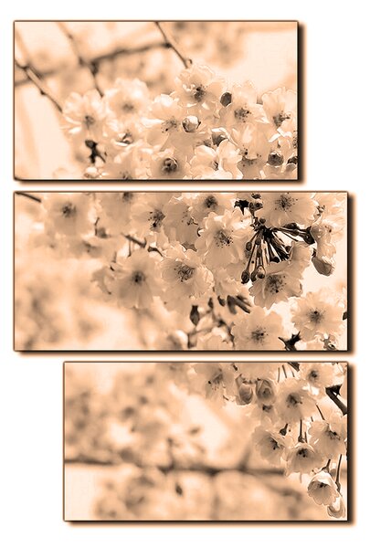 Obraz na plátně - Třešňový květ - obdélník 7279FD (90x60 cm)