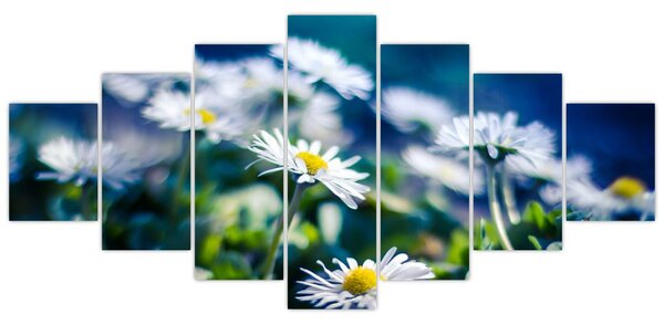 Obraz sedmikrásek (210x100 cm)