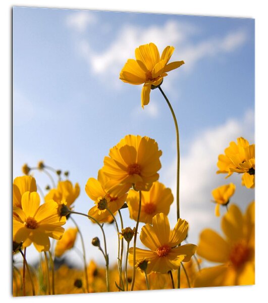 Obraz pole s jasně žlutými květy (30x30 cm)