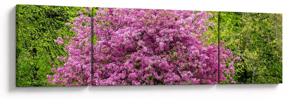 Obraz rozkvetlého stromu na louce (170x50 cm)