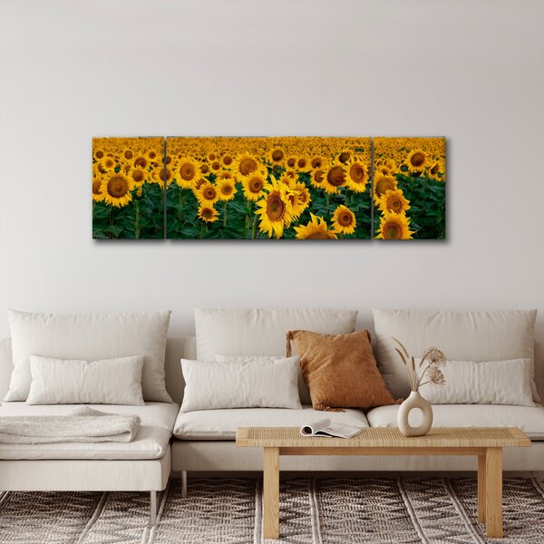 Obraz slunečnicového pole (170x50 cm)