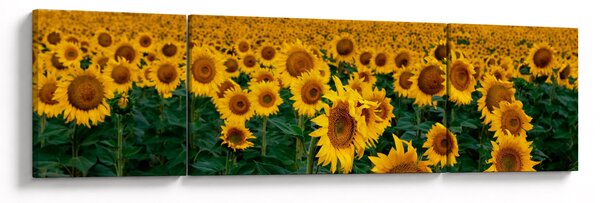 Obraz slunečnicového pole (170x50 cm)