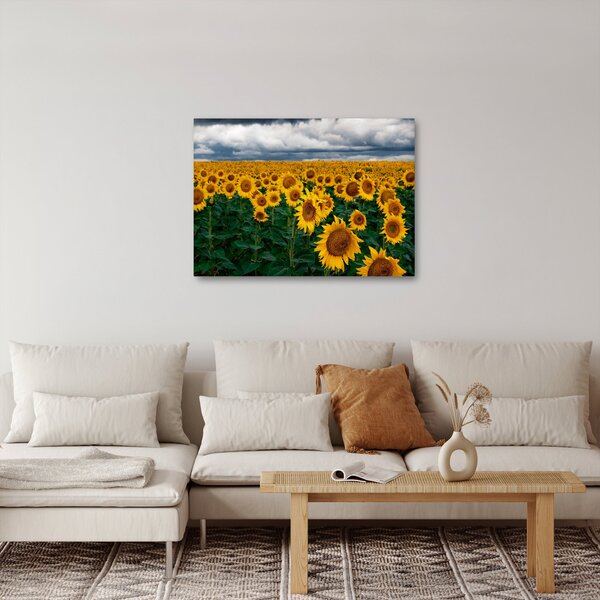 Obraz slunečnicového pole (70x50 cm)