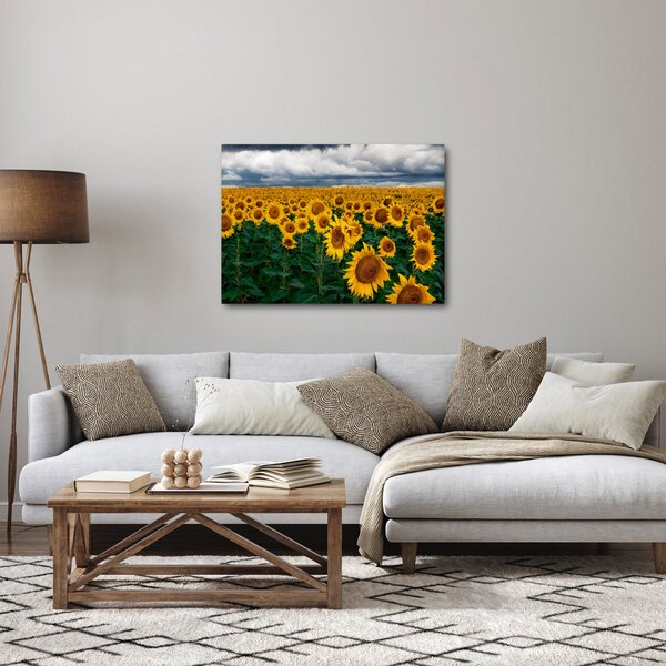 Obraz slunečnicového pole (70x50 cm)