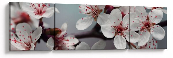 Obraz květu - červené (170x50 cm)