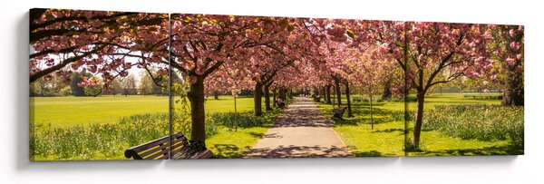 Obraz - sad třešní (170x50 cm)