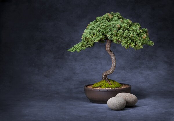 Fototapeta - Bonsai (245x170 cm)