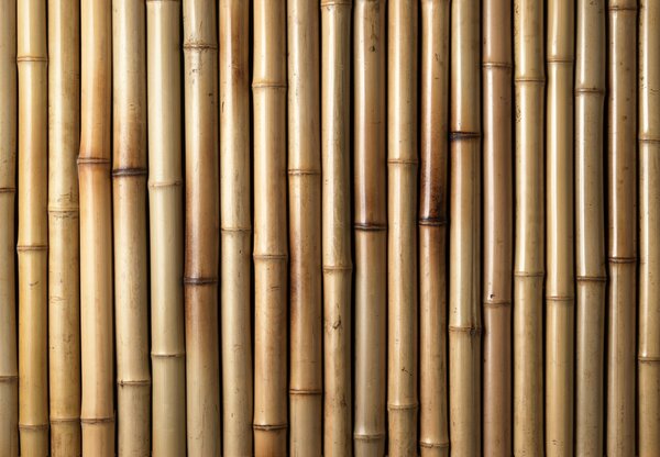 Fototapeta - Bambusy (245x170 cm)