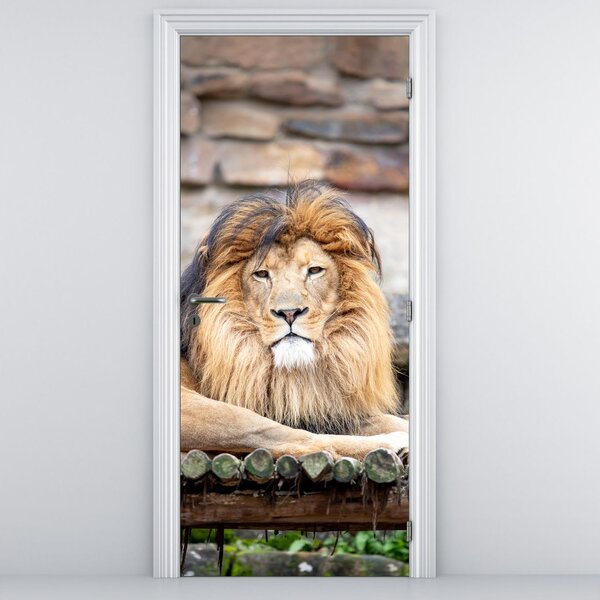 Fototapeta na dveře - Lev (95x205cm)