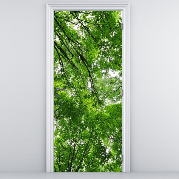 Fototapeta na dveře - Pohled do korun stromů (95x205cm)