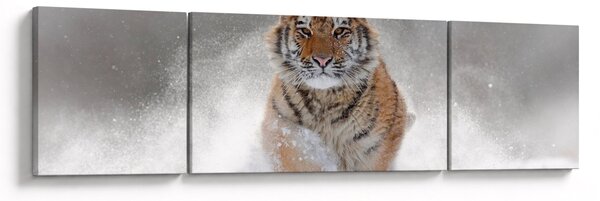 Obraz běžícího tygra ve sněhu (170x50 cm)