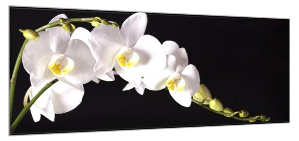 Obraz skleněný bílá orchidej na černém pozadí - 34 x 72 cm