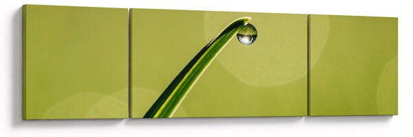 Obraz kapky vody na trávě (170x50 cm)