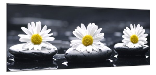 Obraz skleněný bílé kopretiny na černém kameni - 30 x 60 cm