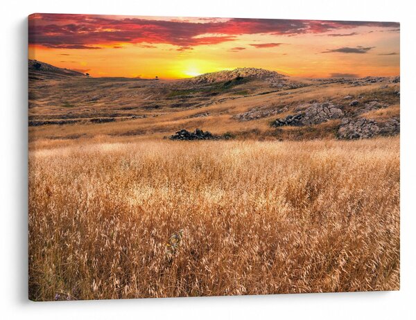 Obraz pole (70x50 cm)